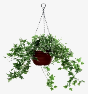 Plantas Colgantes Png - Planta Colgante Png Sin Fondo #1104451