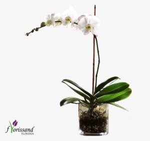 Phalenopsis - Ftd White Orchid Planter | Flower Delivery #1104497