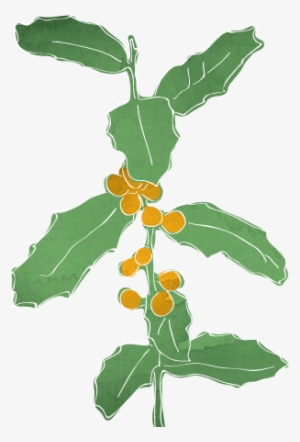 Plantas Medicinais Do Brasil #1104521