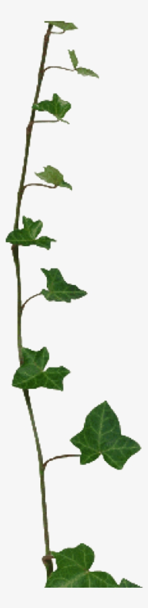 Ivy Clipart Transparent Pencil And In Color Ivy Clipart - Ivy #1104569