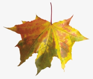 Autumn Leaves Png Image - Autumn Leaves Without Background #1104744