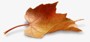 Autumn Flowers, Autumn Leaves, Autumn Fall, Fall Background, - Portable Network Graphics #1104939