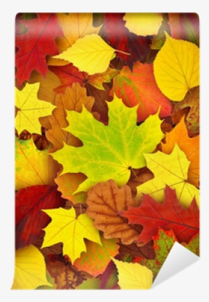 Leaf #1105442