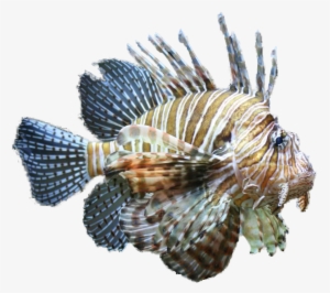 Lionfish Clipart Tropical Fish Clipart - Clip Art #1106075