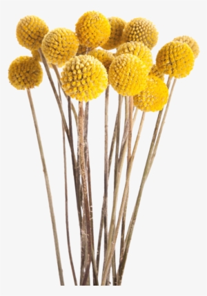 Fotki Fall Flowers, Dried Flowers, Yellow Flowers, - Craspedia Billy Balls #1106244