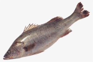 Transparent Background Fish Png #1106338