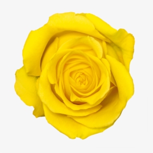 Fresh-ex Flowers - Portable Network Graphics #1106445