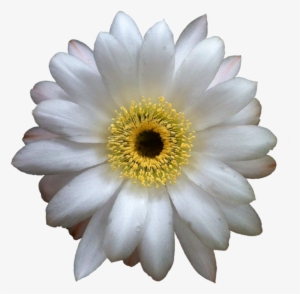 Cactus Flower Extracted - Cactus Flower Transparent Background #1106934