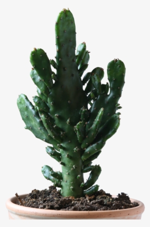 Png Download Cactus Free Icons And Backgrounds - Cactus Png #1107212