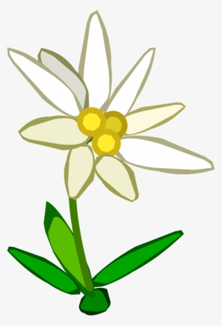 Everlasting Flower - Edelweiss Clipart #1107708