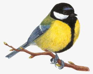 Mesange Charbonniere Dessin Felt Birds, Birds 2, Watercolor - Kreslené Vtáky #1110660