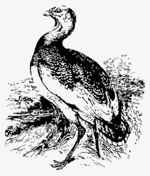 Big, Bird, Stand, Great, Animal, Bustard, Standing - Cool Free Standing Hat Stand #1110878