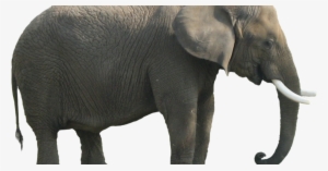 Elefante Africano De Bosque Imagenes #1111271