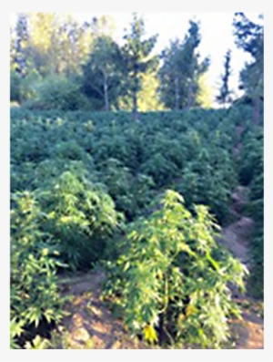 Huge Marijuana Bust Shows Illegal Pot Biz Still Big-0 - Yamhill County, Oregon #1112227