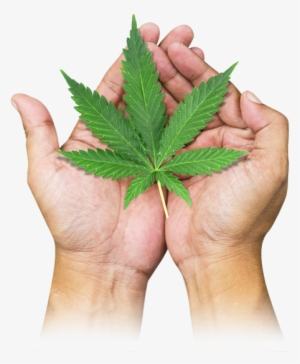 Marijuana Leaf #1112386