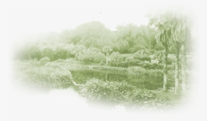 Admission - Tree #1112520
