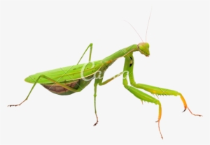 Mantis Png Transparent Image - Praying Mantis Png Transparent Background #1113006