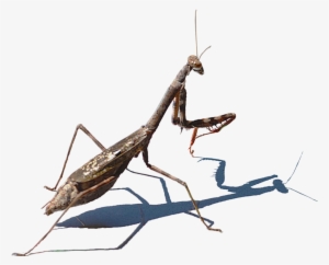 Mantis Png Hd Image - Mantidae #1113303