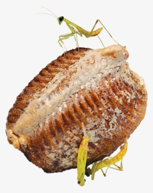 Chinese Praying Mantis Egg Case - Mantis #1113323