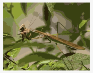 This Free Icons Png Design Of The Mantis Which Eats #1113465