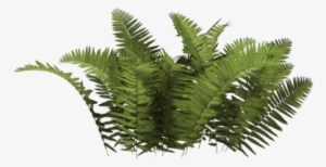 Arbusto Helecho - Bush Png #1113489 Arbusto Helecho - Bush Png #1113489