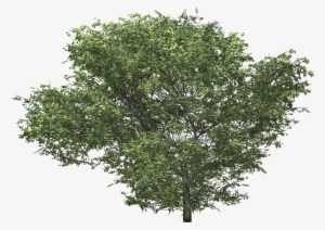 Gallery - Oak Tree 3d C4d #1113511