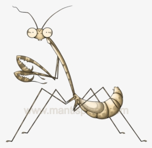 Grasshopper Art Free Library Huge Freebie - Clip Art #1113659