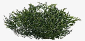 Arbusto 3d - Arbusto - Portable Network Graphics #1113725