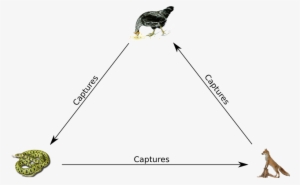 How Do We Relate It To Rock Paper Scissors - Chicken #1113792