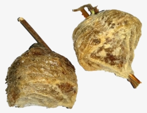 Chinese Mantis - Praying Mantis Egg Case (comes With 2 Egg Cases) #1113813