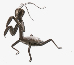 Metal Mantis - Colby Brinkman - Facebook #1113979