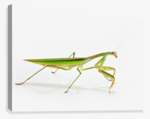 Praying Mantis On White Background - Praying Mantis On White Background;st. Albert Alberta #1113982