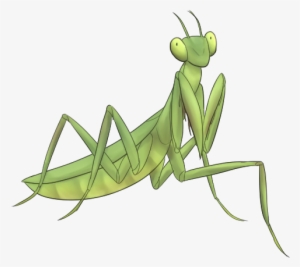 Drawing Insect Praying Mantis Vector Free Stock - Drawing #1114024