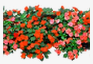 Jardin De Flores Png #1114137