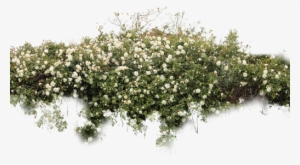 Bushes Sticker - Bushes Png #1114361