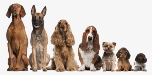 Encontre Aqui Todas As Provas E Exposições Caninas #1116844