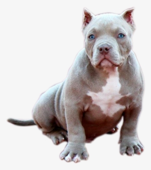 Cachorro - American Bully Png #1116928