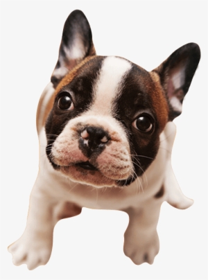 Shampoo Filhotes - French Bulldog #1117005