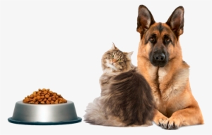 A Escolha Do Melhor Alimento Ou Ração Para Cachorro #1117052