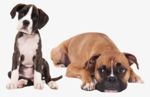 Socialización Del Cachorro - Puppy Dog - Boxer Mouse Pad #1117119