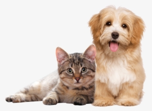 Petbrilho Es Apoyadora Del Instituto Ayrton Senna, - Havanese Dog #1117306