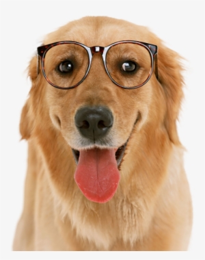 Cachorro - Dog Glasses Png #1117350