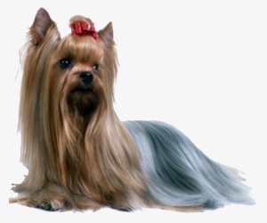 Yorkshire Terrier Foro1 - Inmmotion Silky Terrier Ring, Sterling Silver Ring, #1117570