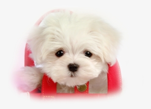 Tubes Chiens - White Puppy Dog Metal Dog Tag Necklace Y6 A0057 #1117618