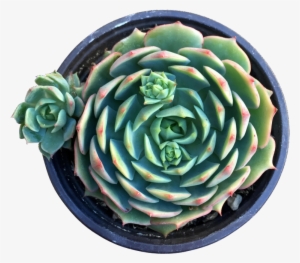 Orange Glow - Ramillette #1117940