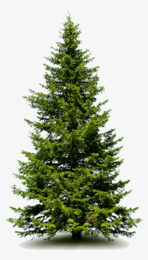 3724537 Orig - Fraser Fir Tree - Free Transparent PNG Download - PNGkey