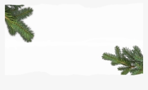 Big Game Background Pine Branches - Shortleaf Black Spruce #1118655