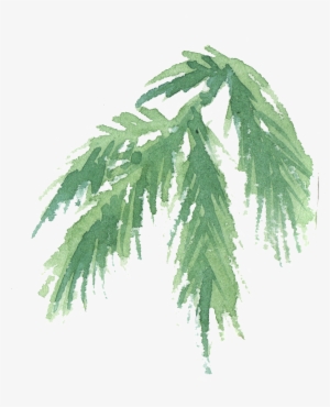 Hand Painted Coniferous Branches Watercolor Transparent - Leaf #1118757