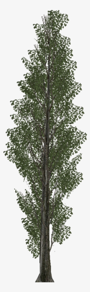 Poplar - Plantas Para Cerca Viva Murta #1118816