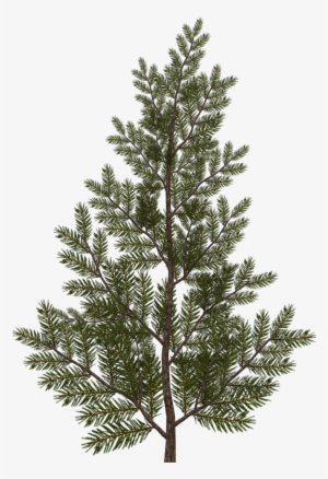 Evergreen Branch Png #1119302